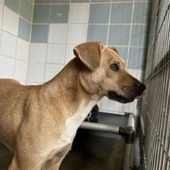 Sunshine, Adoptable, Adult Female Terrier & Mixed Breed.