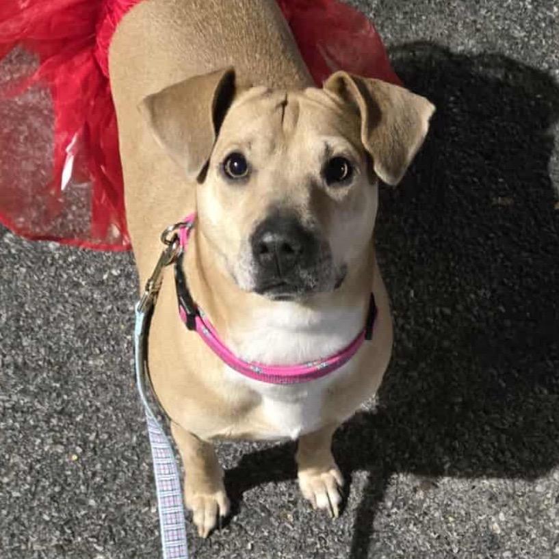 Enlarge Sunshine, a Adoptable mixed breed in Hagerstown, MD image 2/4