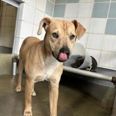 Enlarge Sunshine, a Adoptable mixed breed in Hagerstown, MD image 3/4