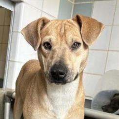 Enlarge Sunshine, a Adoptable mixed breed in Hagerstown, MD image 4/4