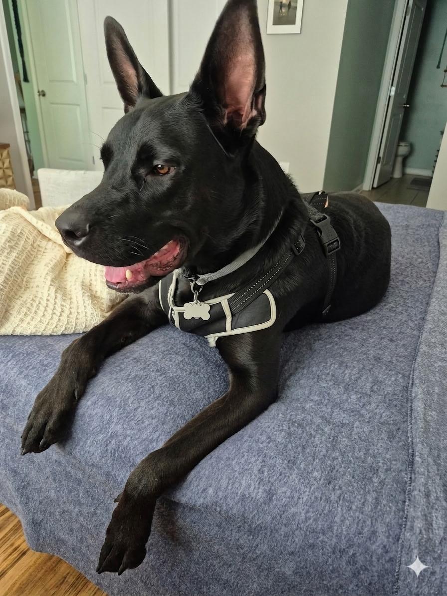 Enlarge Arlo, a Adoptable Mixed Breed in Wilmington, NC image 1/1