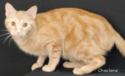 Sissy, adoptable, Young Female Tabby & Domestic Short Hair.