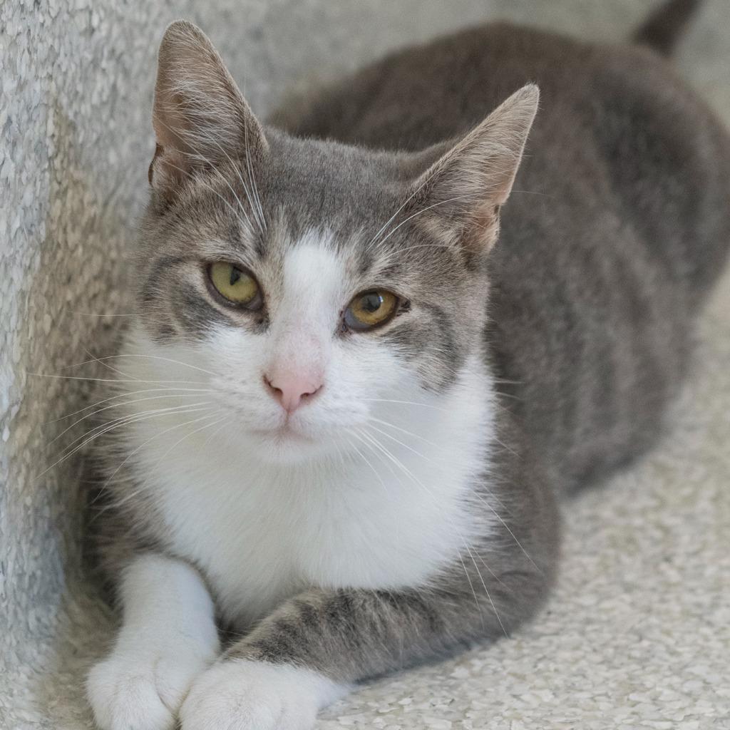 Rice Krispie, Adoptable, Adult Female Domestic Short Hair.