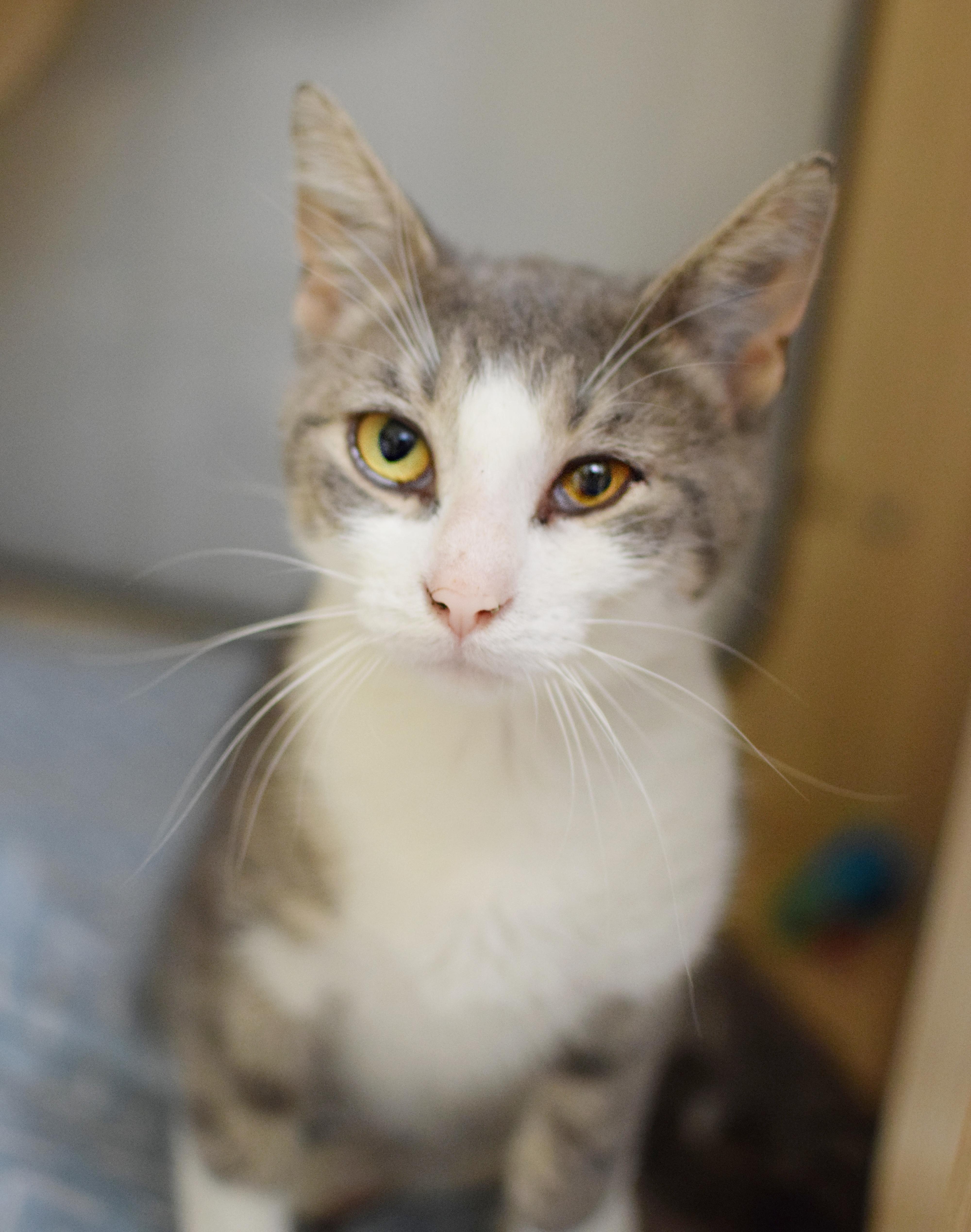 Enlarge Rice Krispie, a Adoptable Domestic Short Hair in Pontiac, MI image 1/1