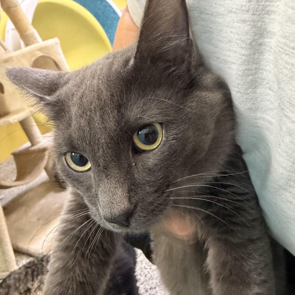 Dream, Adoptable, Young Male Domestic Medium Hair.