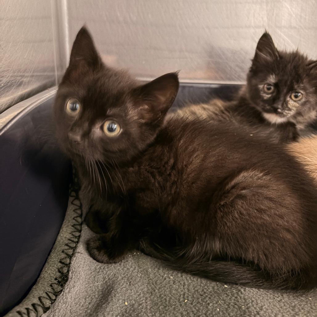 Bourbon, Adoptable, Kitten Male Domestic Short Hair & Domestic Short Hair.