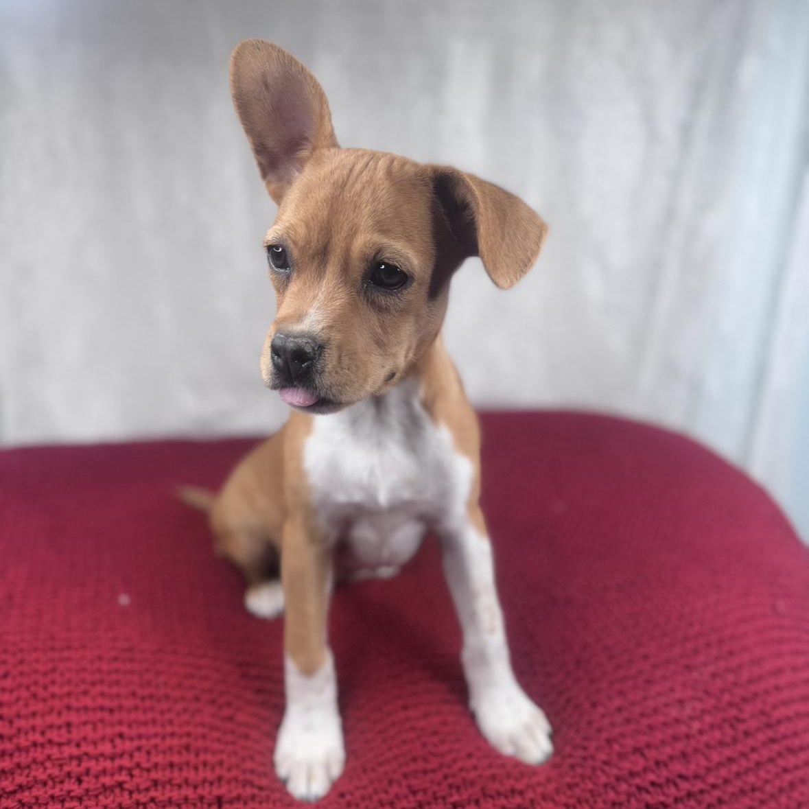 Poppy, Adoptable, Puppy Female Chihuahua & Coonhound.