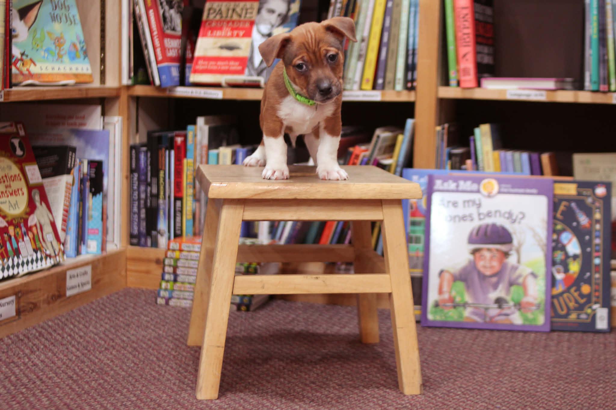 Clifford, an adoptable mixed breed in South Saint Paul, MN image 3/4