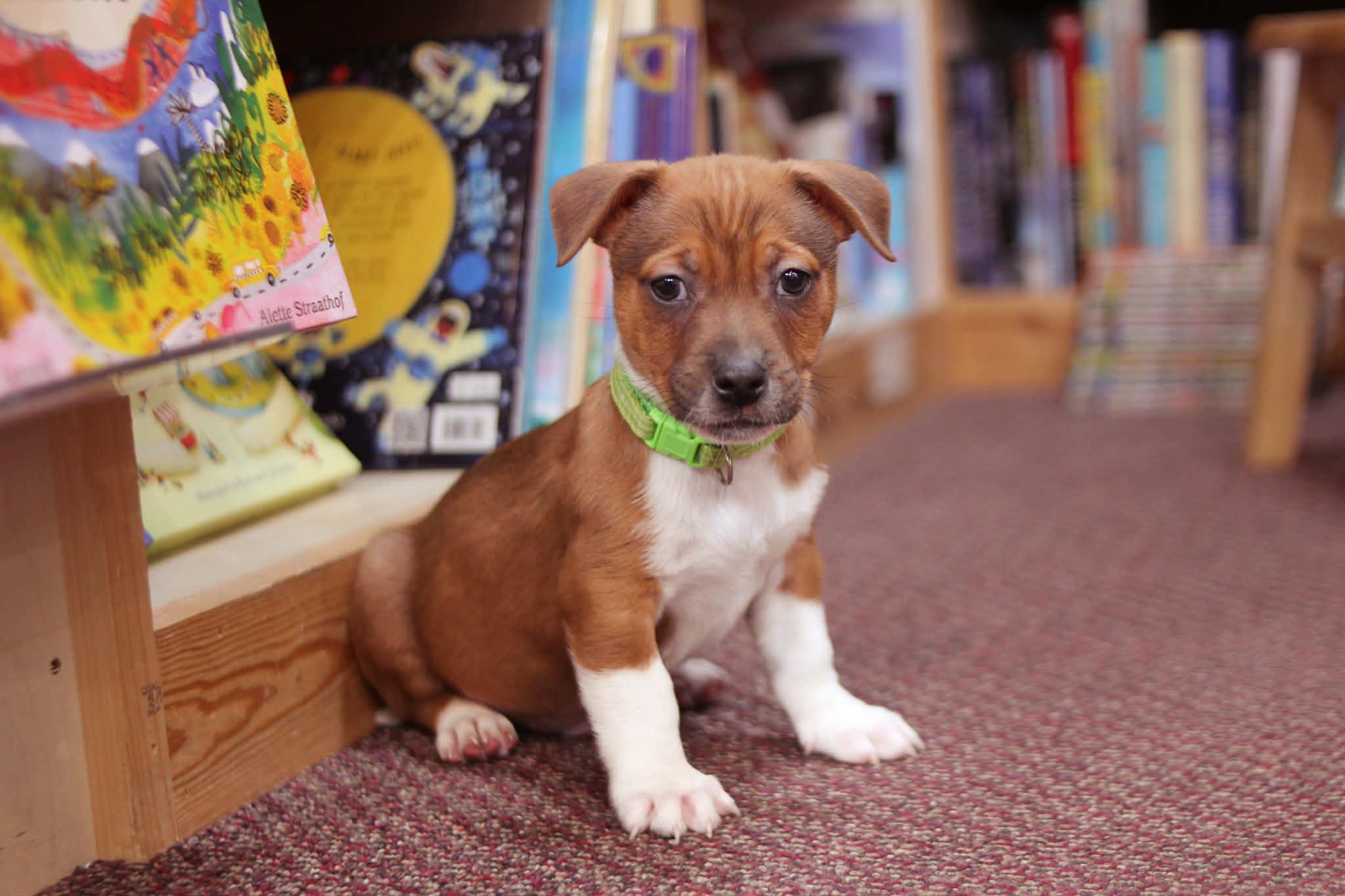 Clifford, adoptable, Puppy Male Chiweenie & Rat Terrier.