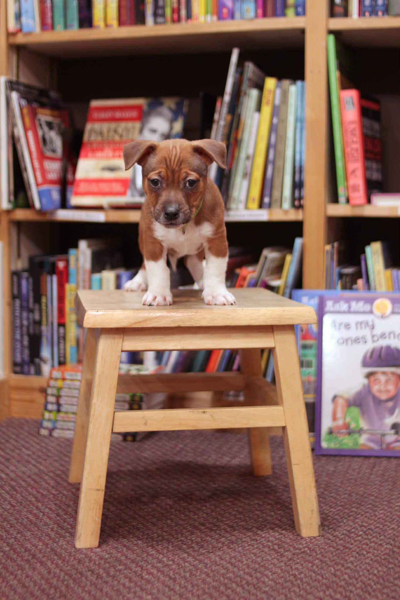 Clifford, an adoptable mixed breed in South Saint Paul, MN image 2/4