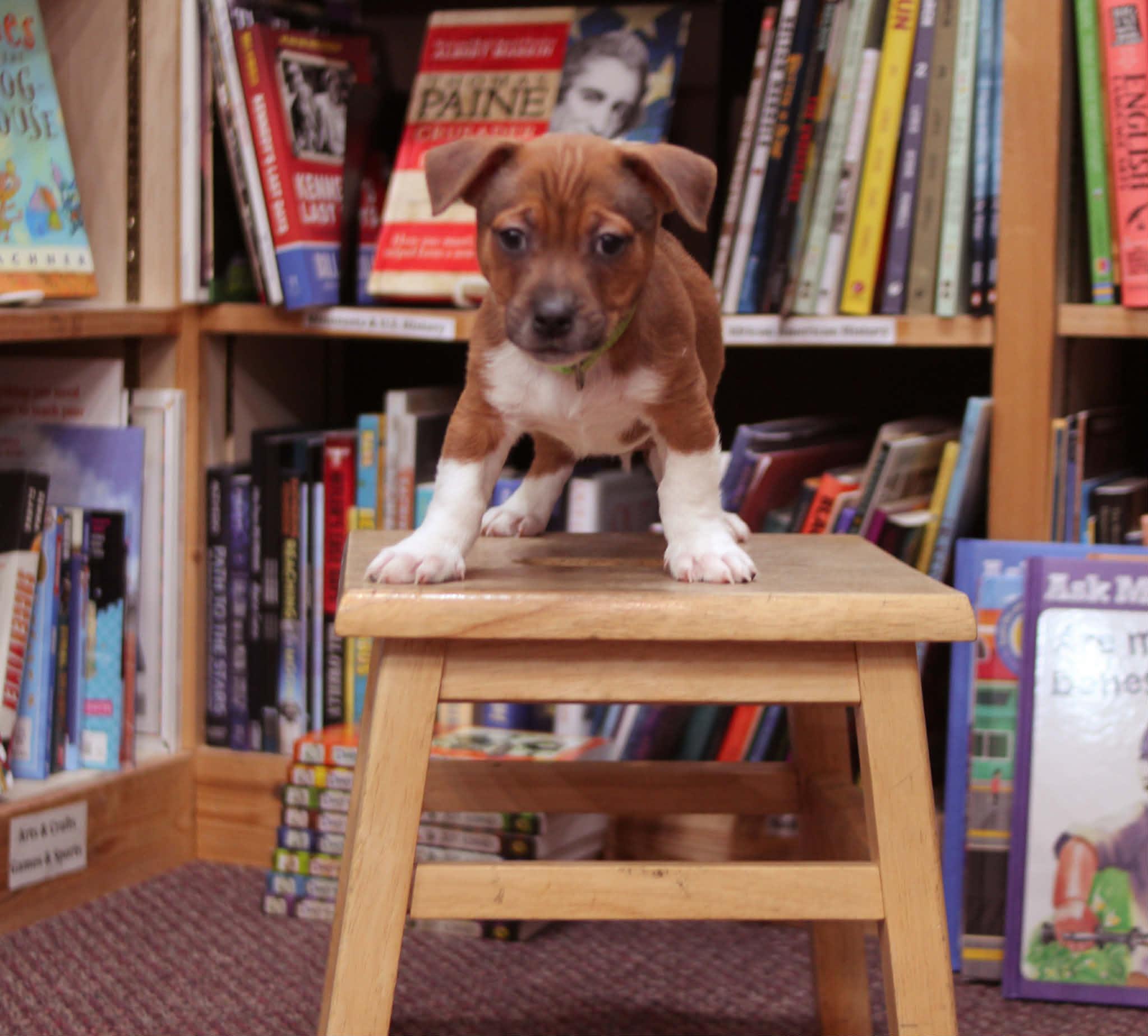 Clifford, an adoptable mixed breed in South Saint Paul, MN image 4/4