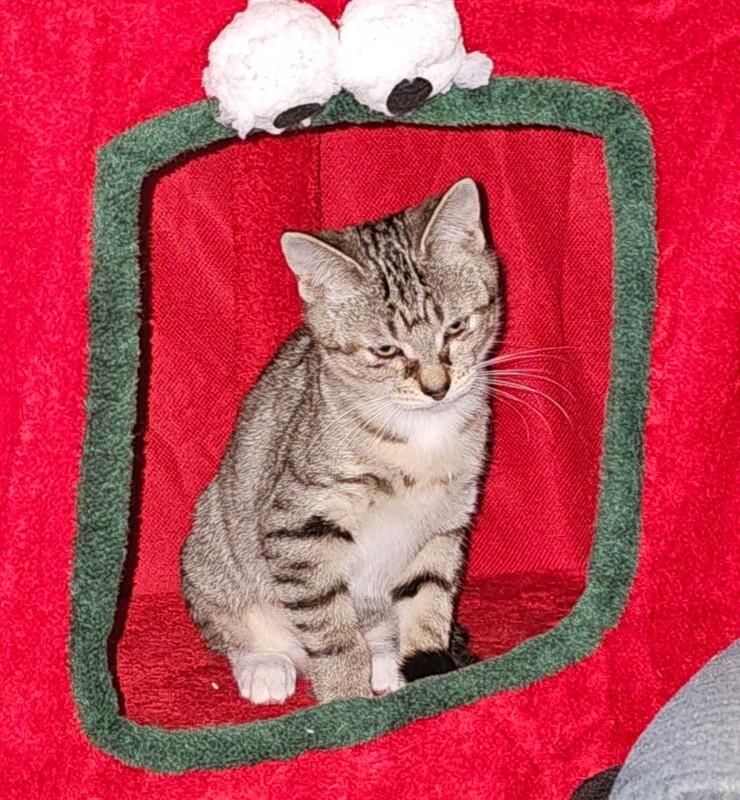 Enlarge Alexandra, a Adoptable Domestic Short Hair in Kennewick, WA image 1/5