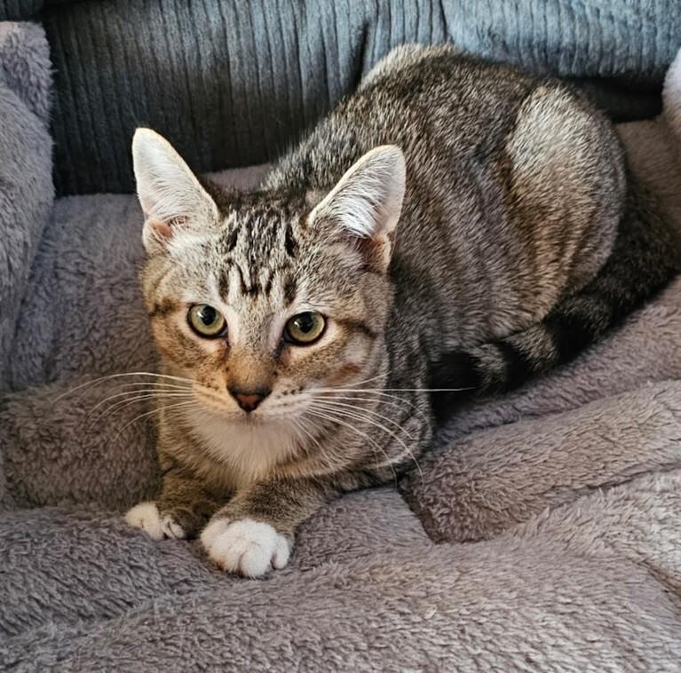 Enlarge Alexandra, a Adoptable Domestic Short Hair in Kennewick, WA image 2/5