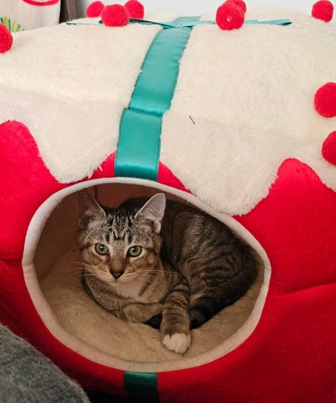 Enlarge Alexandra, a Adoptable Domestic Short Hair in Kennewick, WA image 4/5