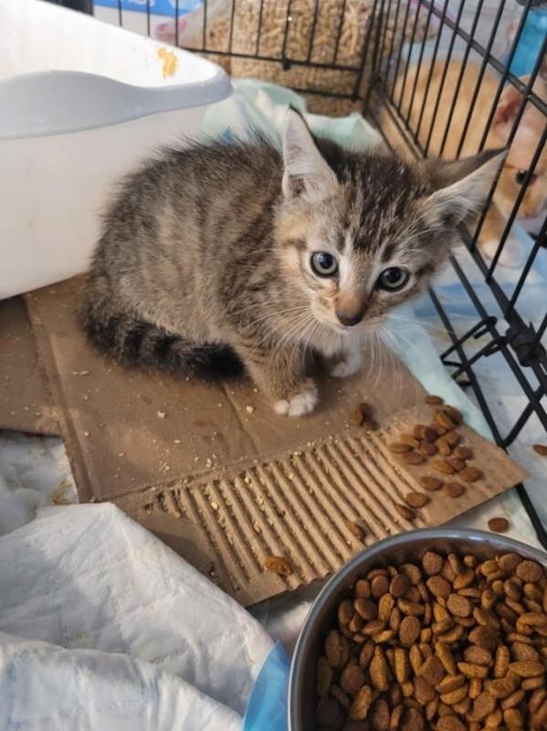 Enlarge Alexandra, a Adoptable Domestic Short Hair in Kennewick, WA image 5/5
