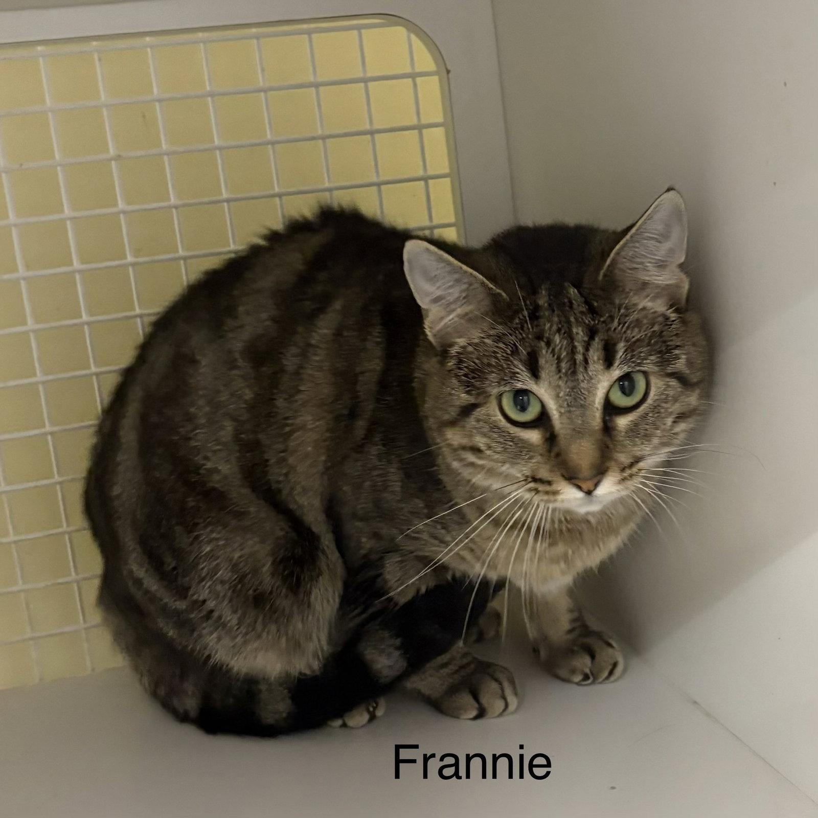 Enlarge Frannie  (ew), a Adoptable Domestic Short Hair in White Bluff, TN image 1/1