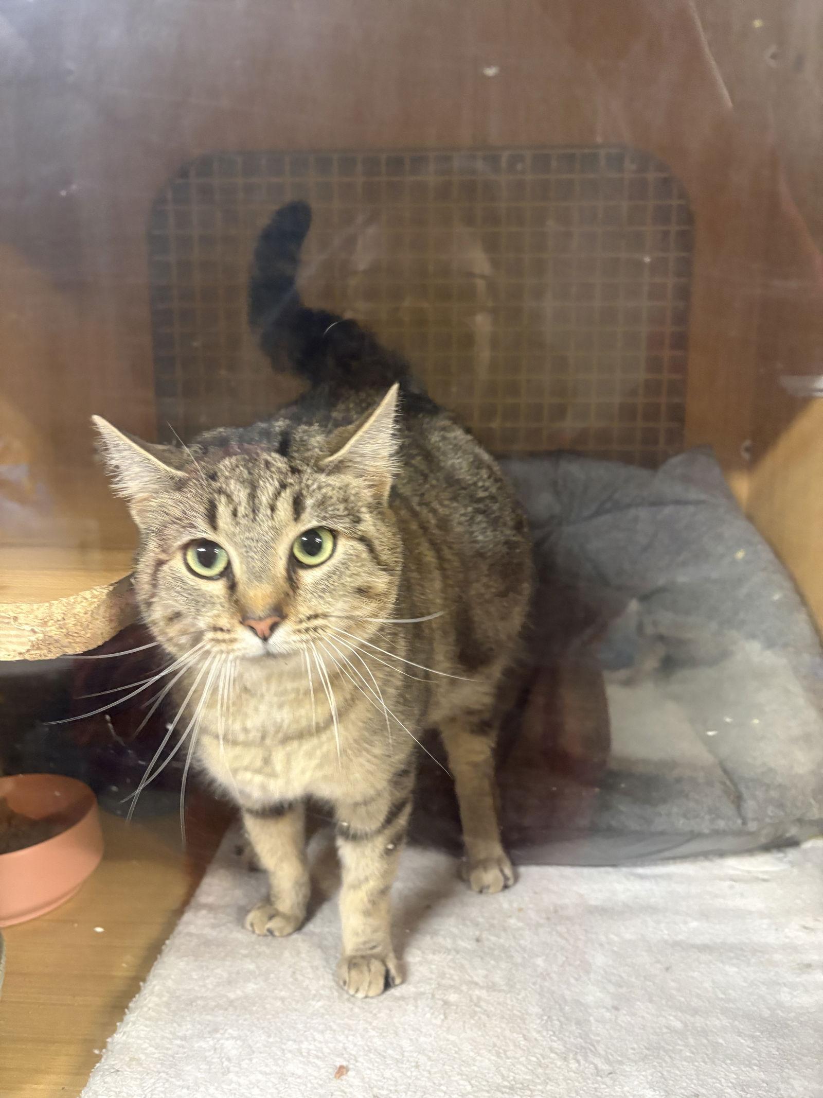 Frannie, Adoptable, Adult Female Domestic Short Hair.