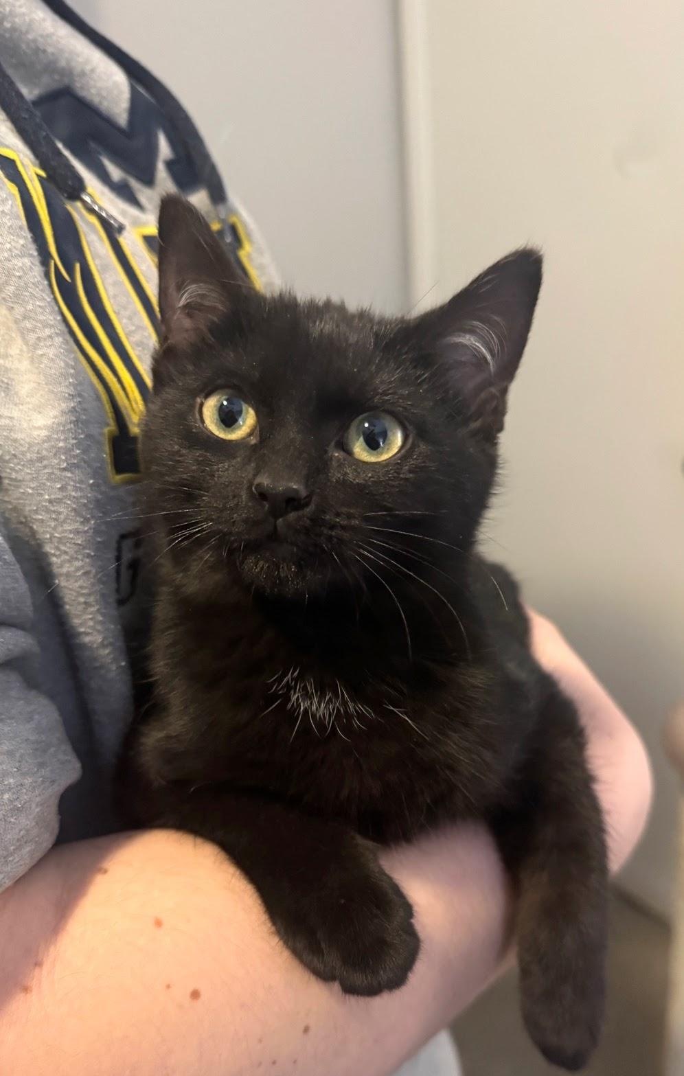 Enlarge Harriet, an adopted Domestic Short Hair in Murfreesboro, TN image 1/1