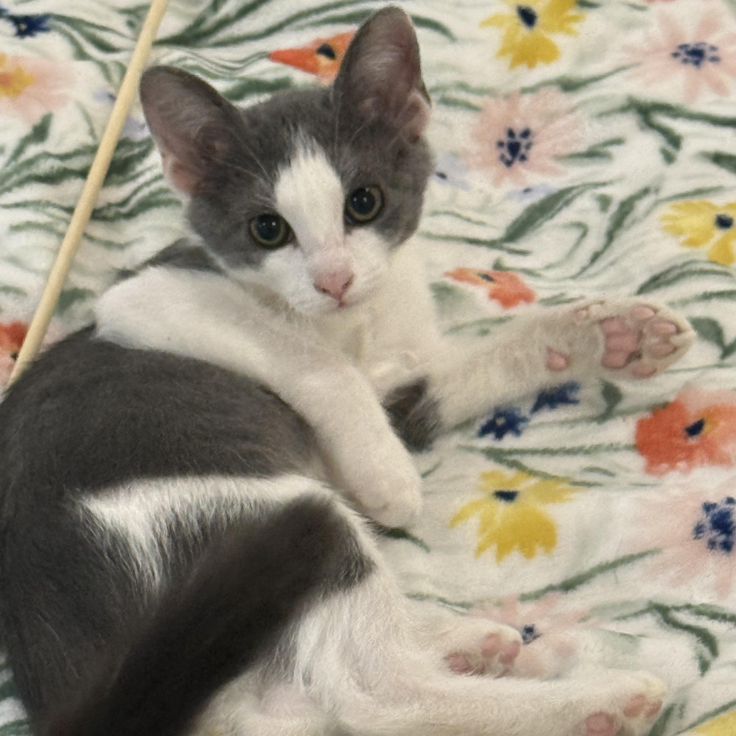 Stormy, an adopted Domestic Short Hair in Stow, MA image 1/6