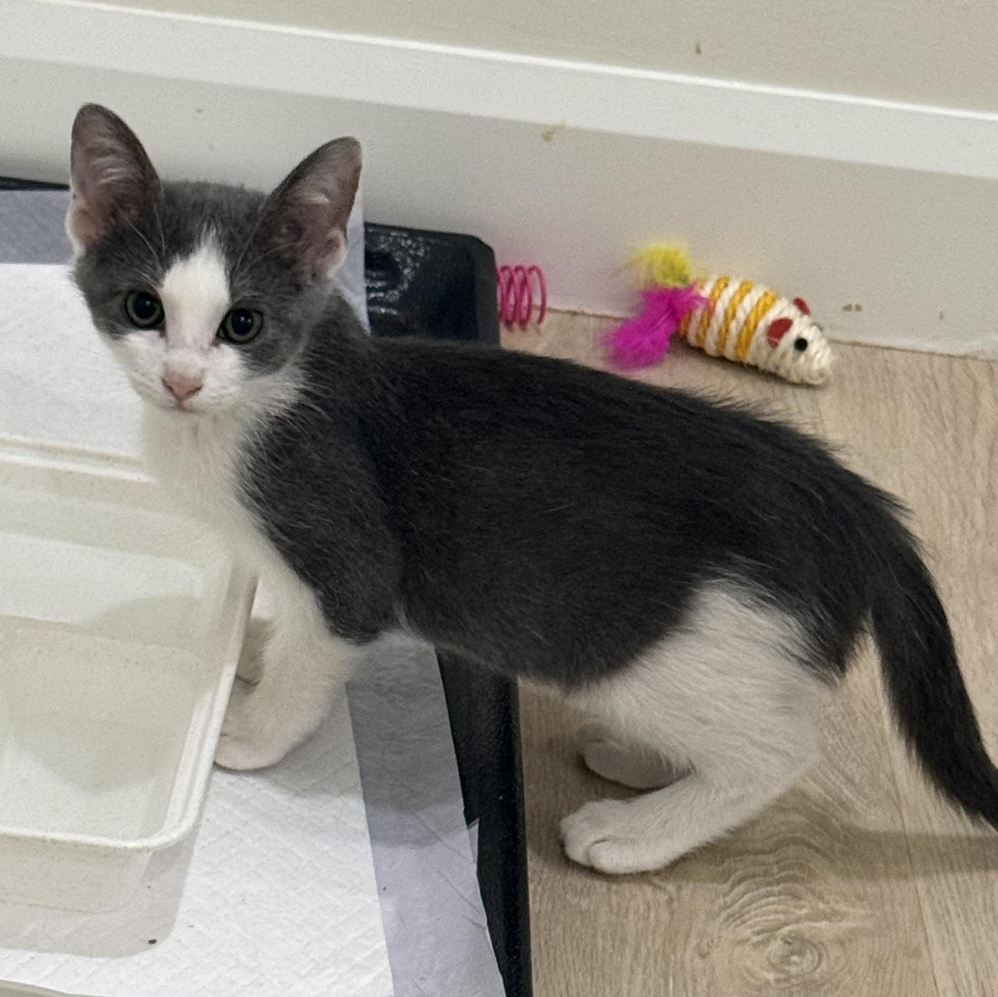 Stormy, an adopted Domestic Short Hair in Stow, MA image 3/6