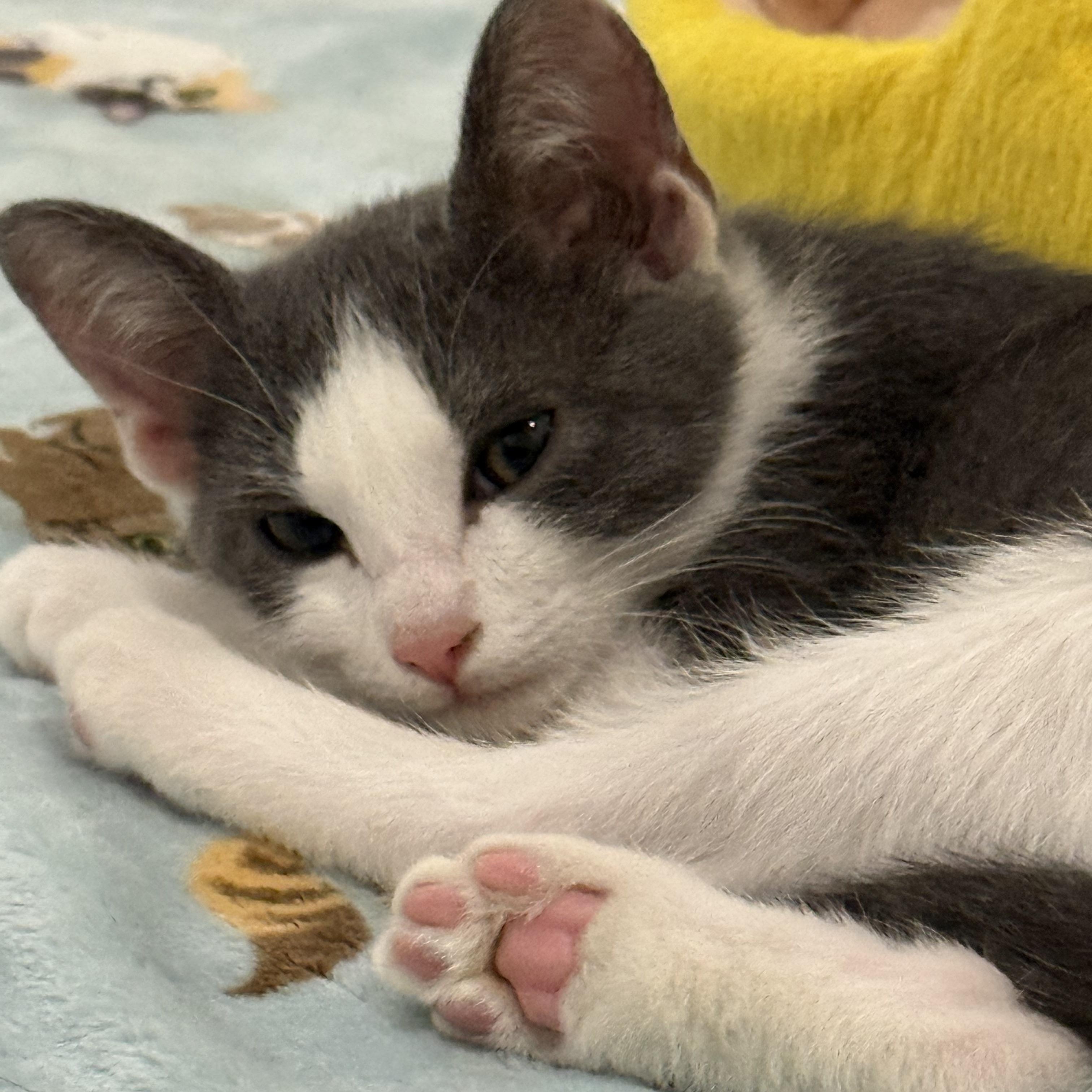 Stormy, an adopted Domestic Short Hair in Stow, MA image 4/6