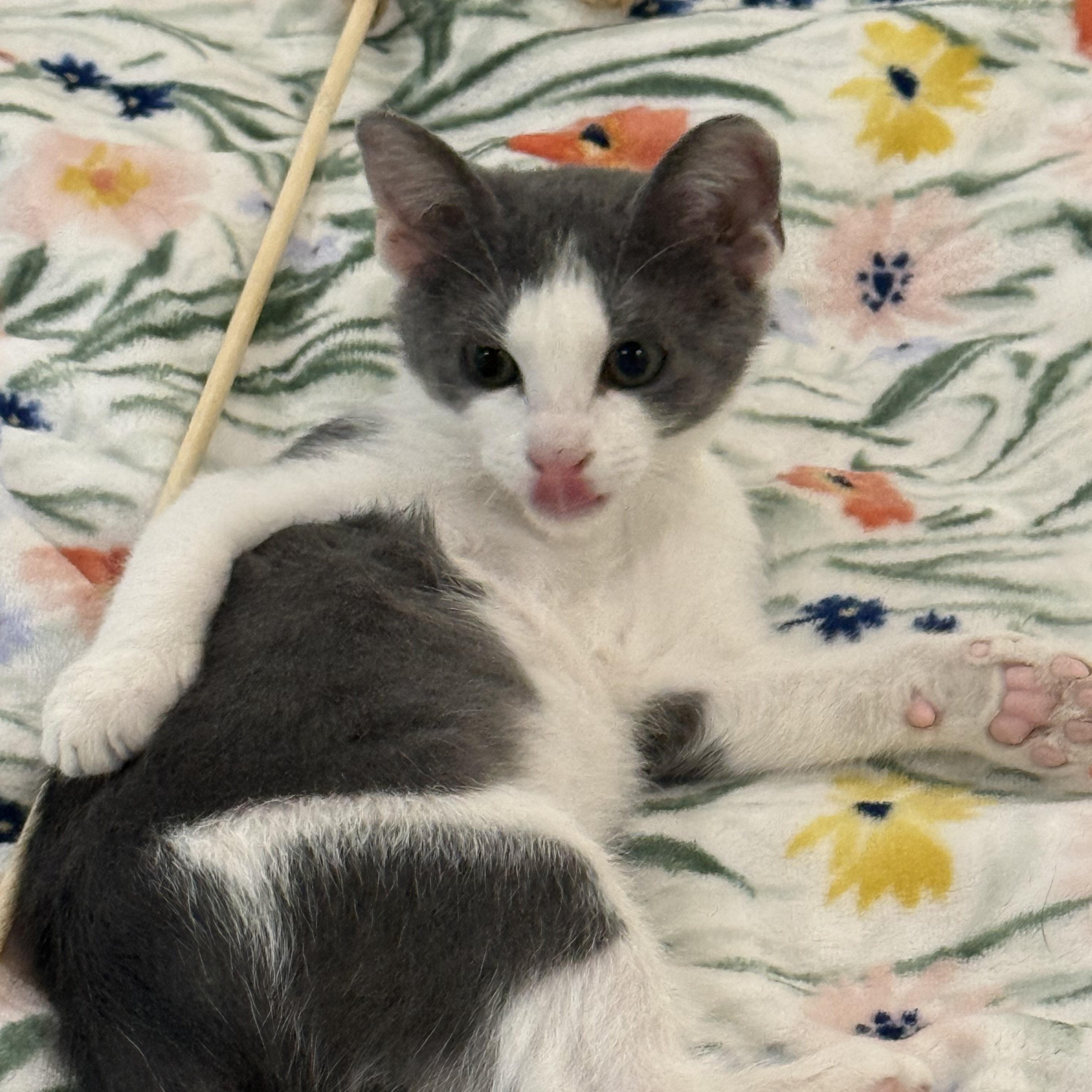 Stormy, an adopted Domestic Short Hair in Stow, MA image 5/6
