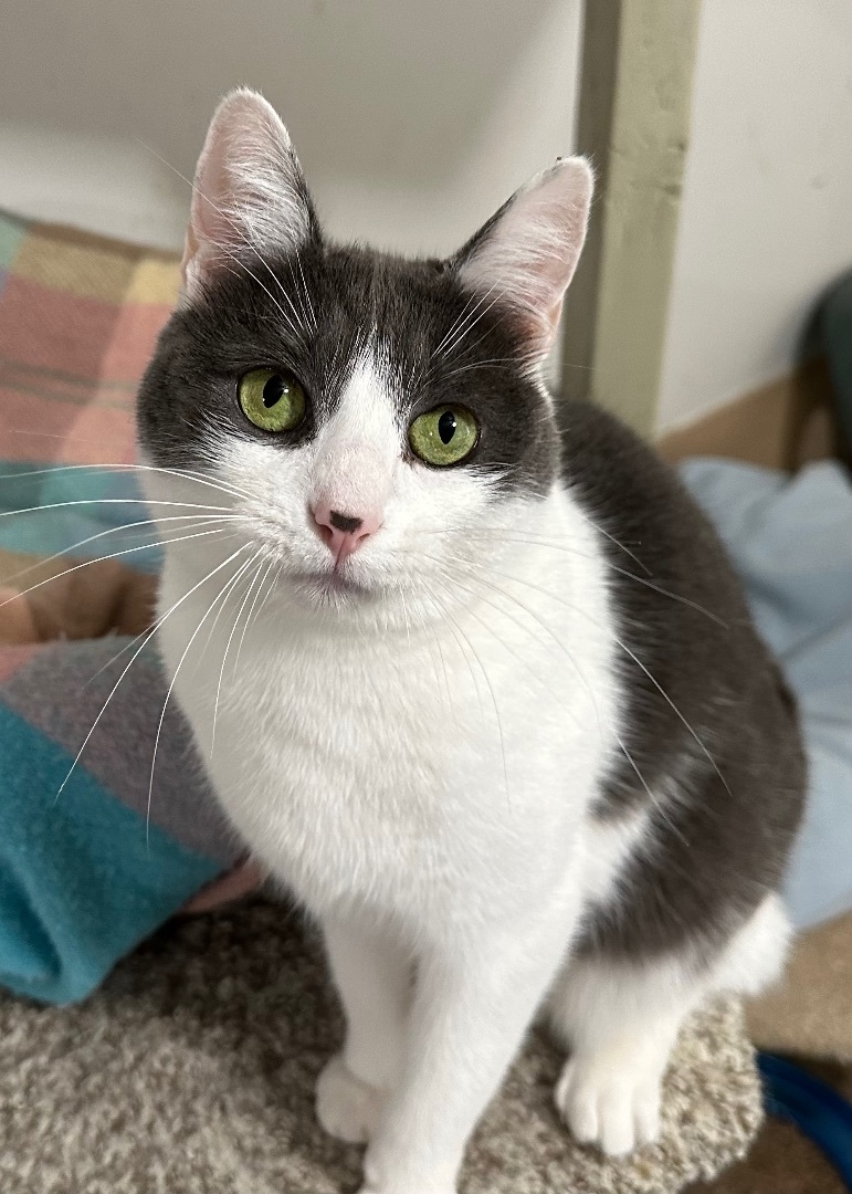 Hope, a Adoptable mixed breed in Midway City, CA image 1/11