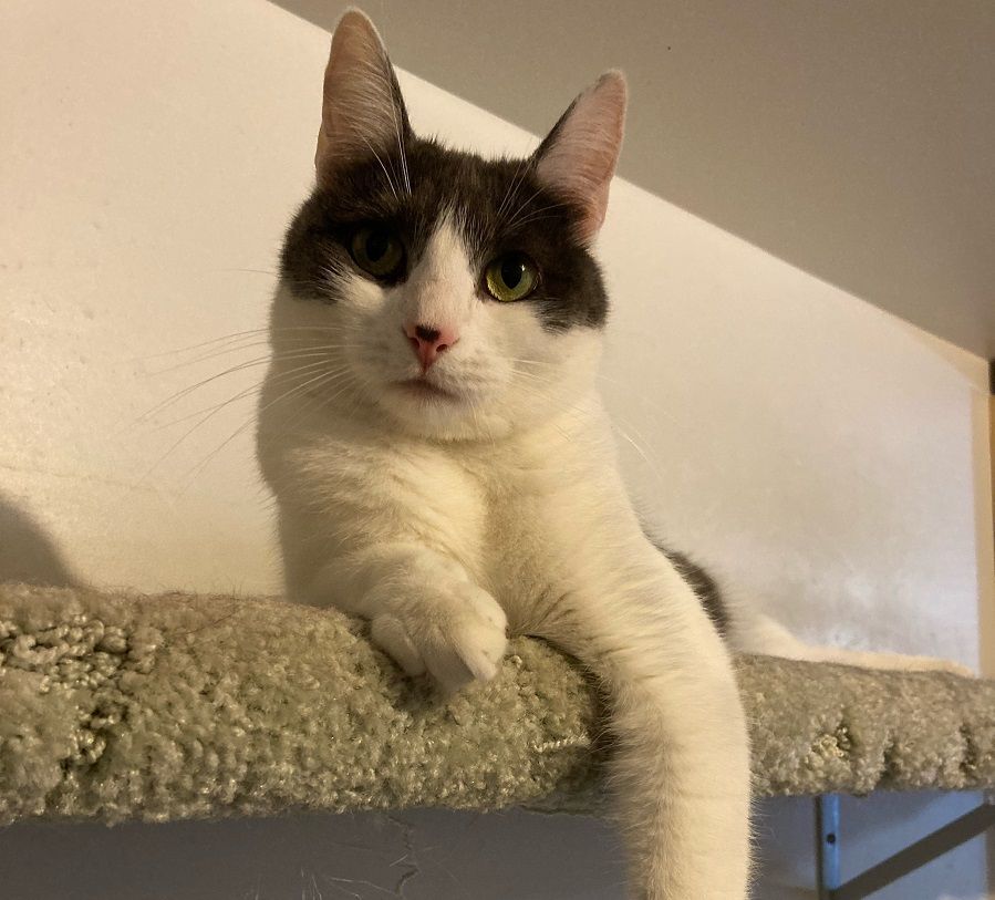 Hope, a Adoptable mixed breed in Midway City, CA image 2/11