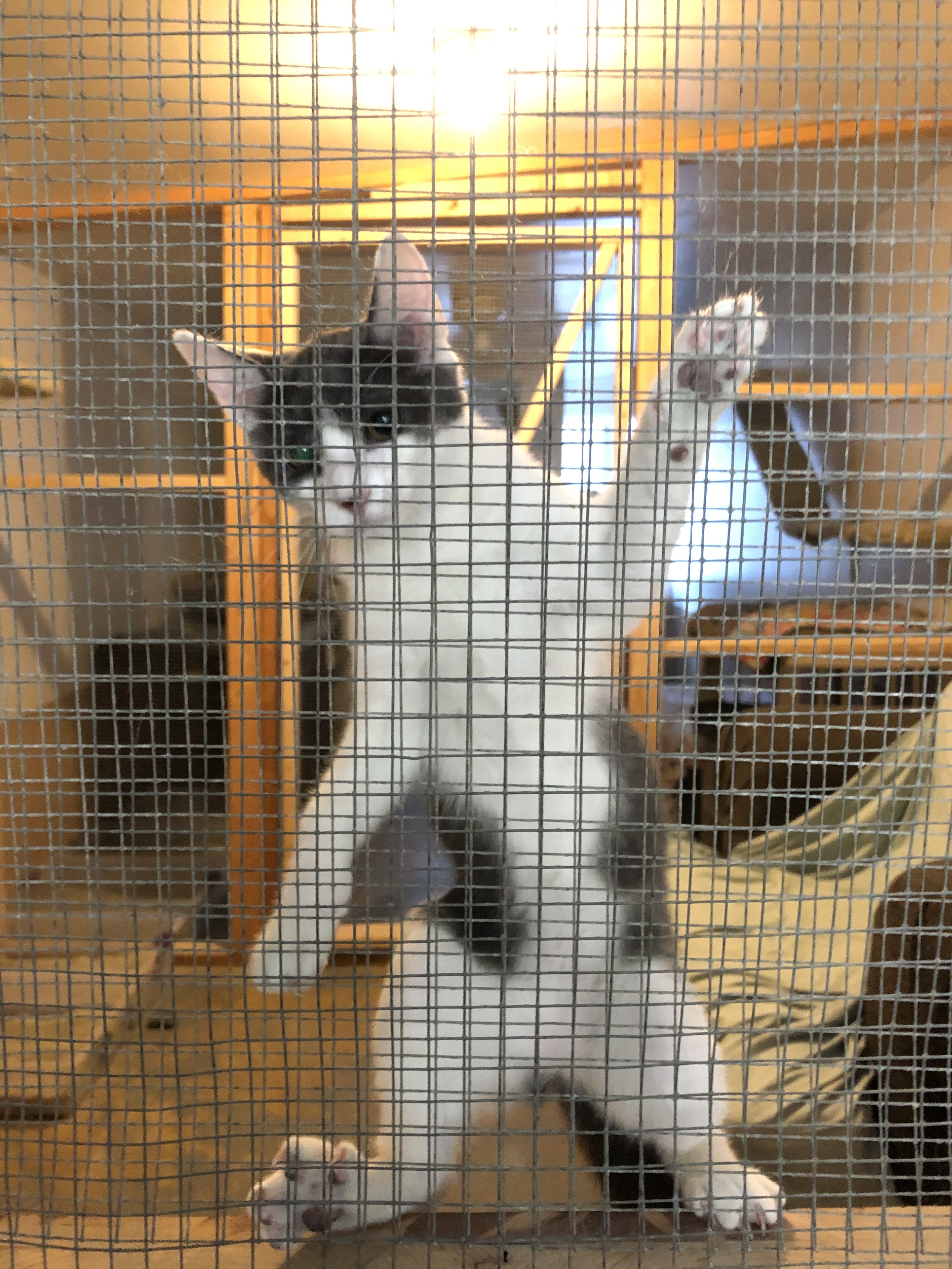 Hope, a Adoptable mixed breed in Midway City, CA image 3/11