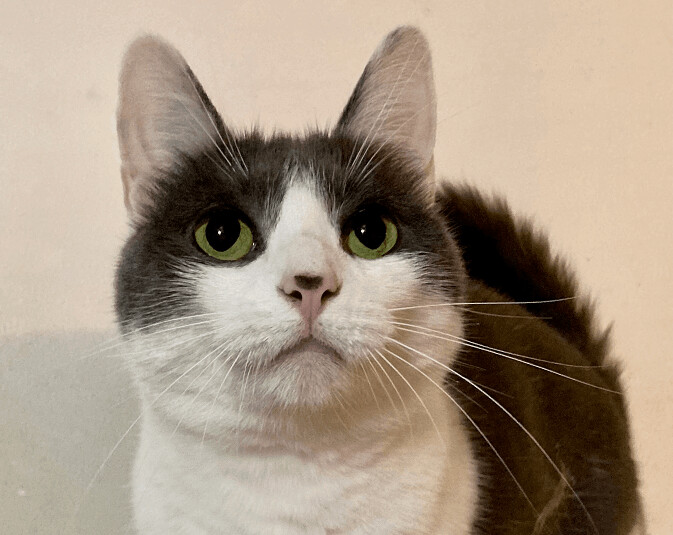 Hope, a Adoptable mixed breed in Midway City, CA image 4/11