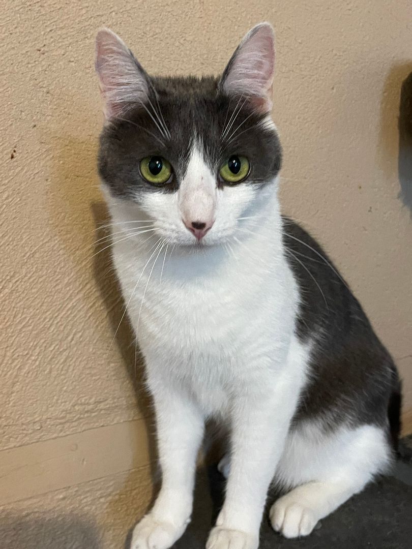 Hope, a Adoptable mixed breed in Midway City, CA image 5/11