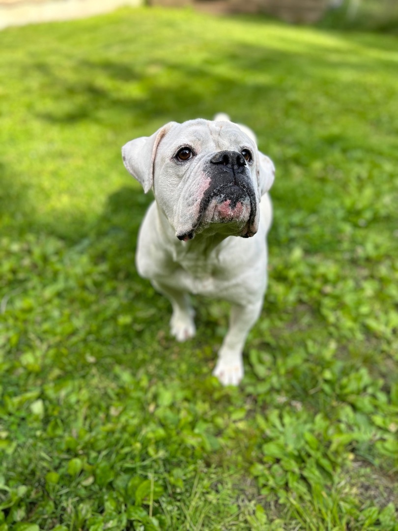 Dog for adoption Bronx, an American Bulldog & English Bulldog Mix in