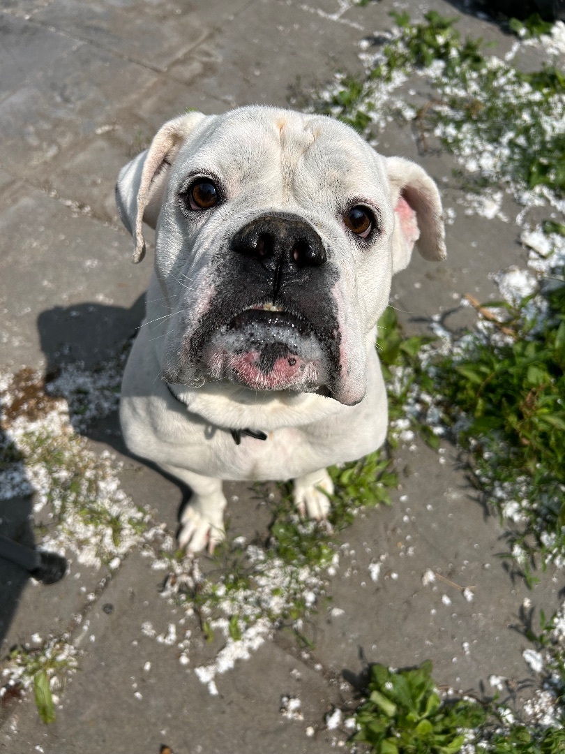 Dog for adoption Bronx, an American Bulldog & English Bulldog Mix in