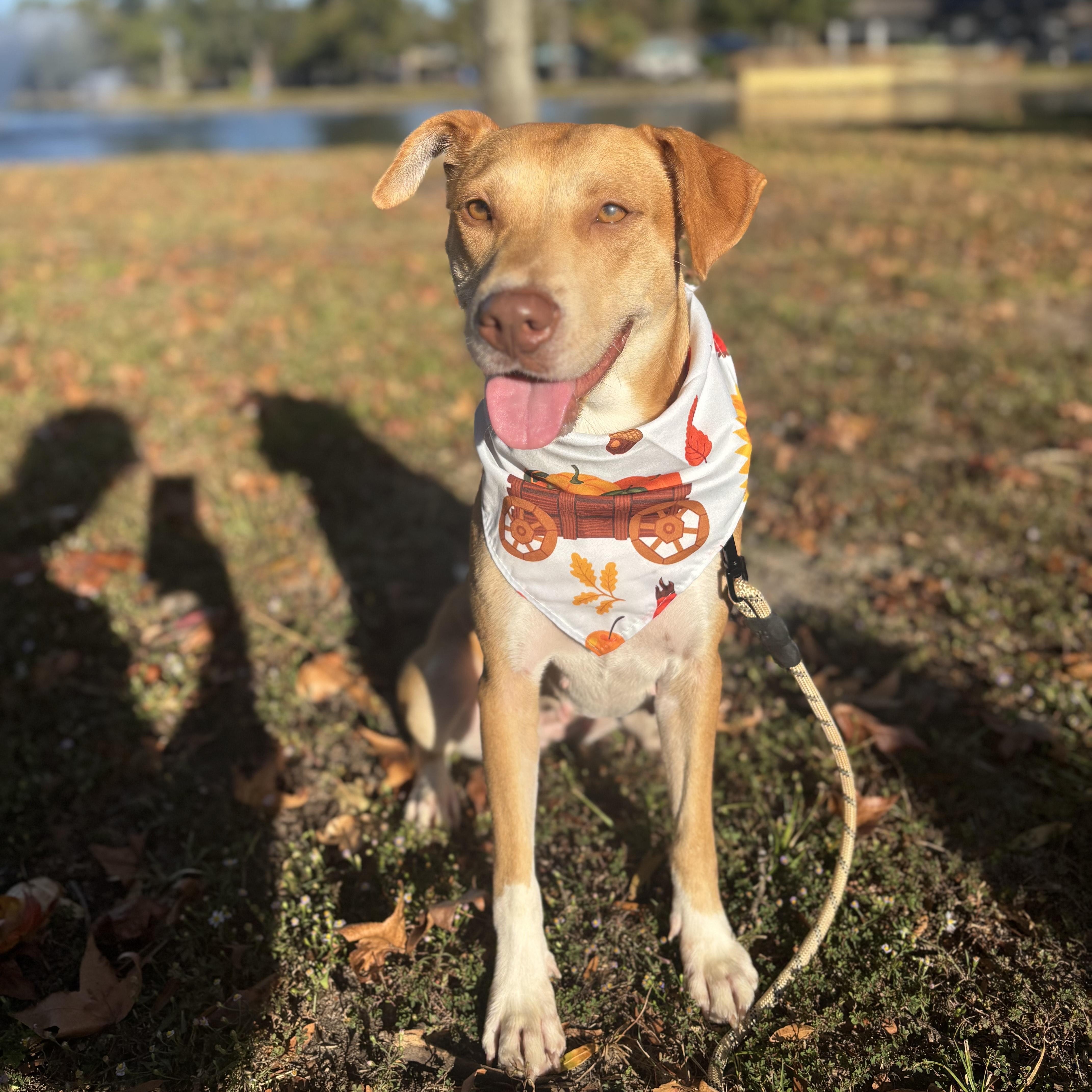 Willow — thumbnail 4