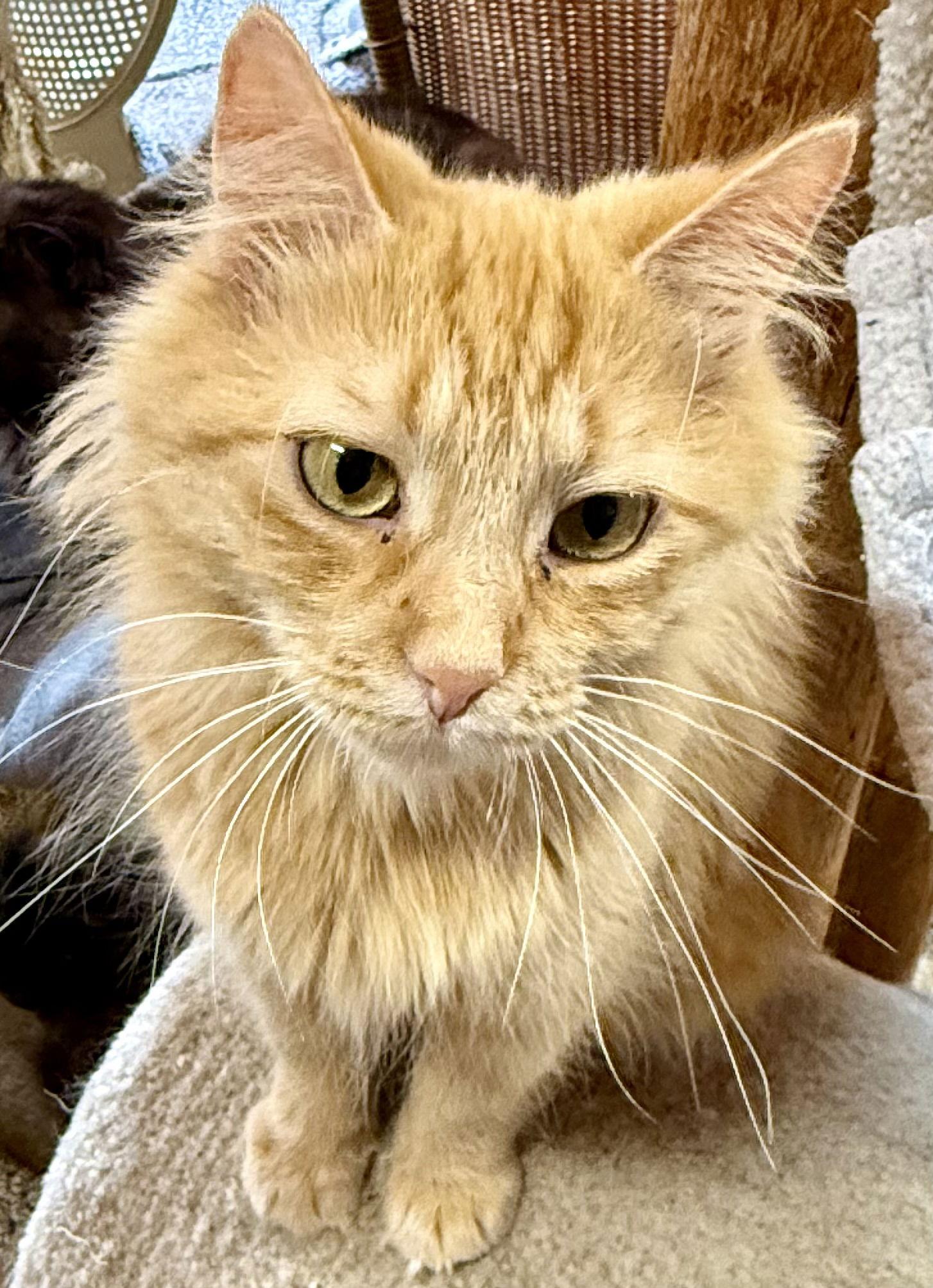 Enlarge Dandelion, a Adopted Domestic Long Hair in Maywood, IL image 2/3