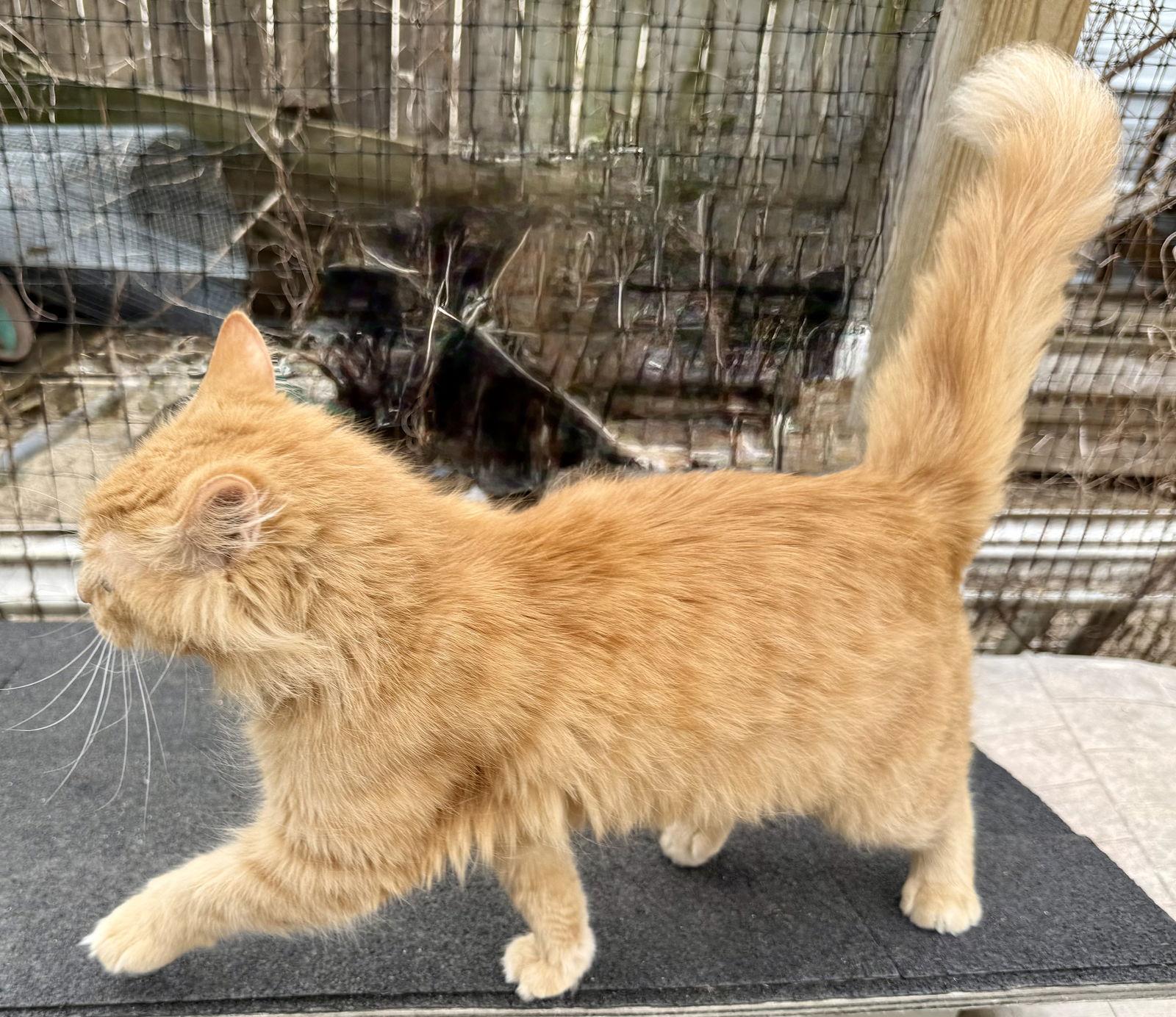 Enlarge Dandelion, a Adopted Domestic Long Hair in Maywood, IL image 3/3