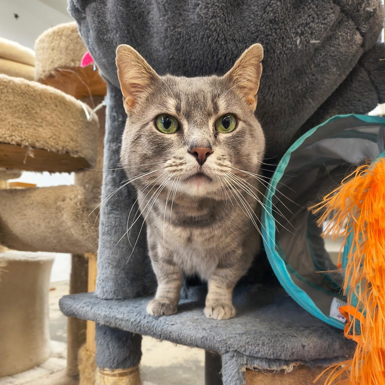 Fat Man, ADOPTABLE, Adult Male Domestic Short Hair.