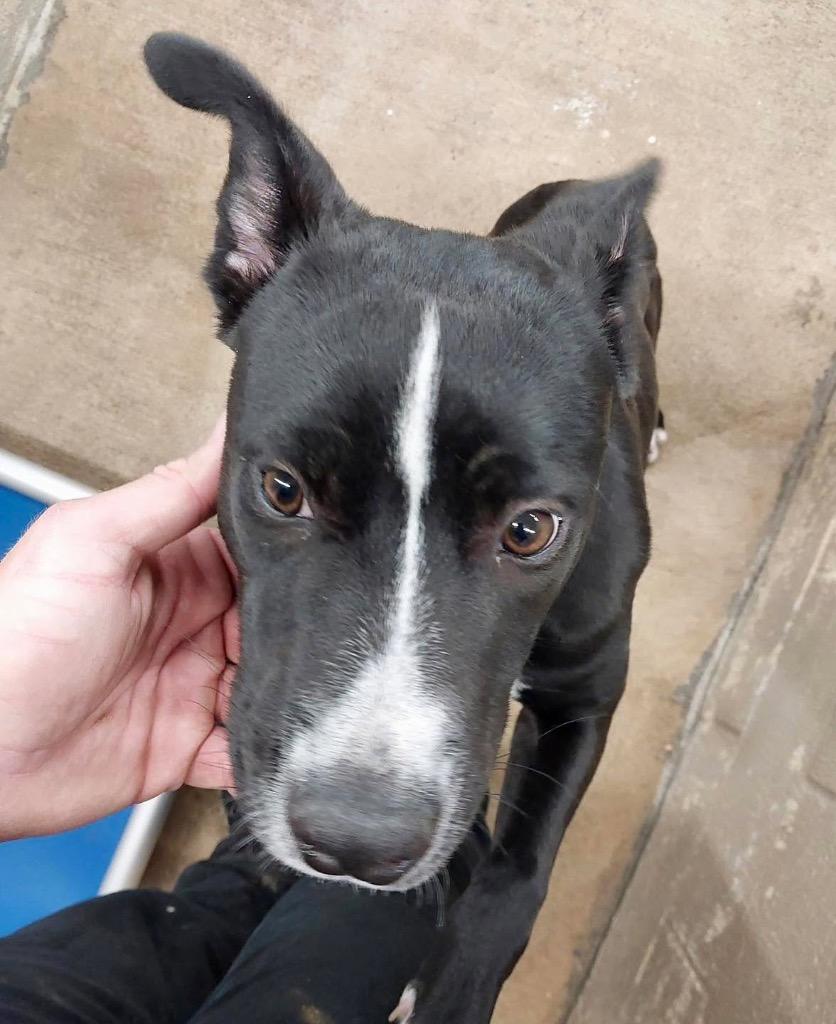 Enlarge Harry / AC 27759, a Adoptable mixed breed in Greeneville, TN image 1/2