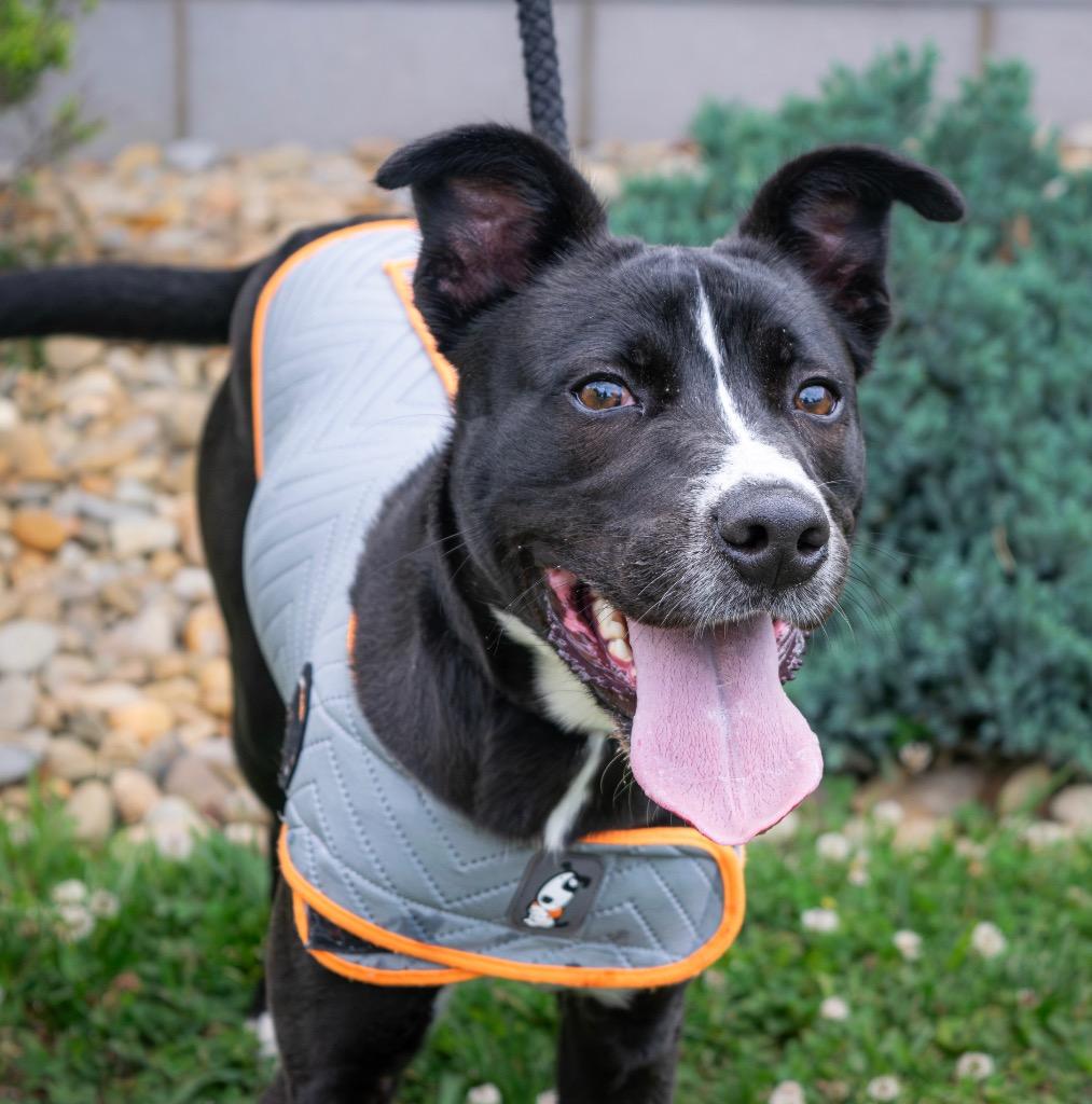 Harry / AC 27759, a Adoptable mixed breed in Greeneville, TN image 2/3