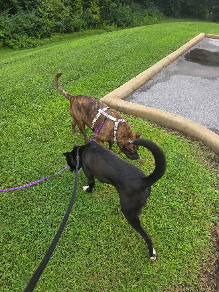 Enlarge Harry / AC 27759, a Adoptable mixed breed in Greeneville, TN image 3/5