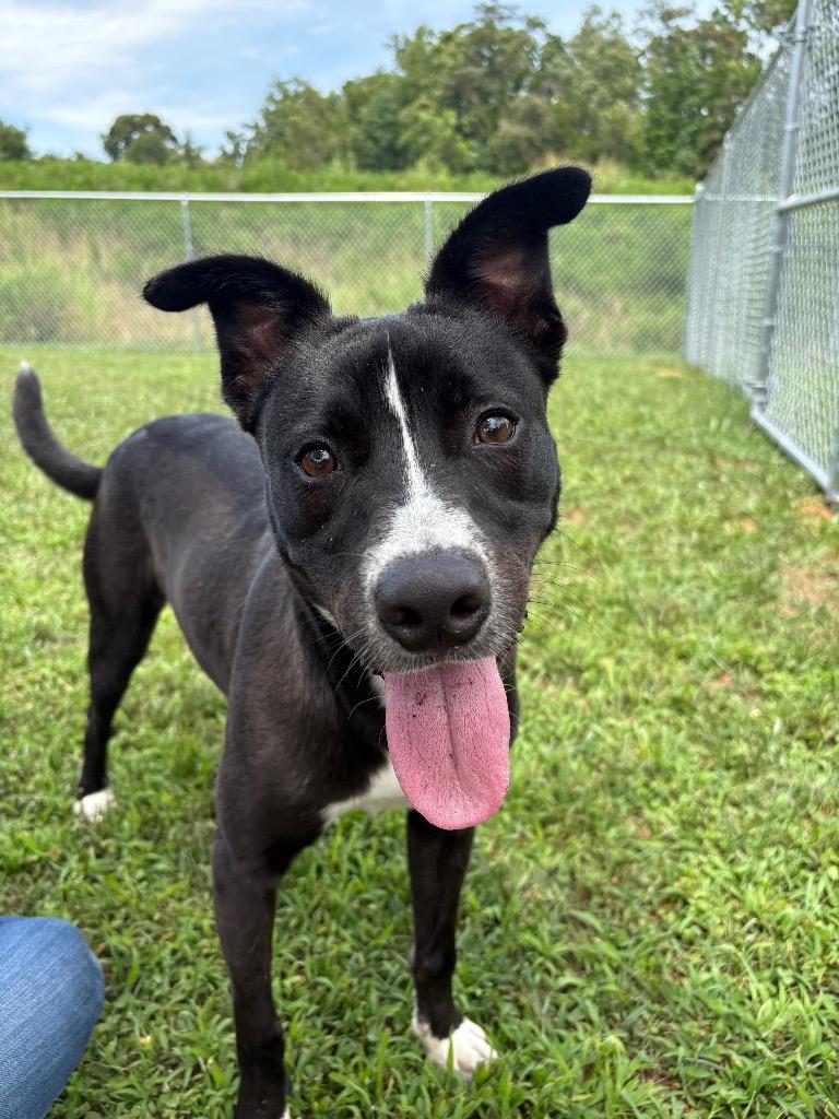Enlarge Harry / AC 27759, a Adoptable mixed breed in Greeneville, TN image 3/4