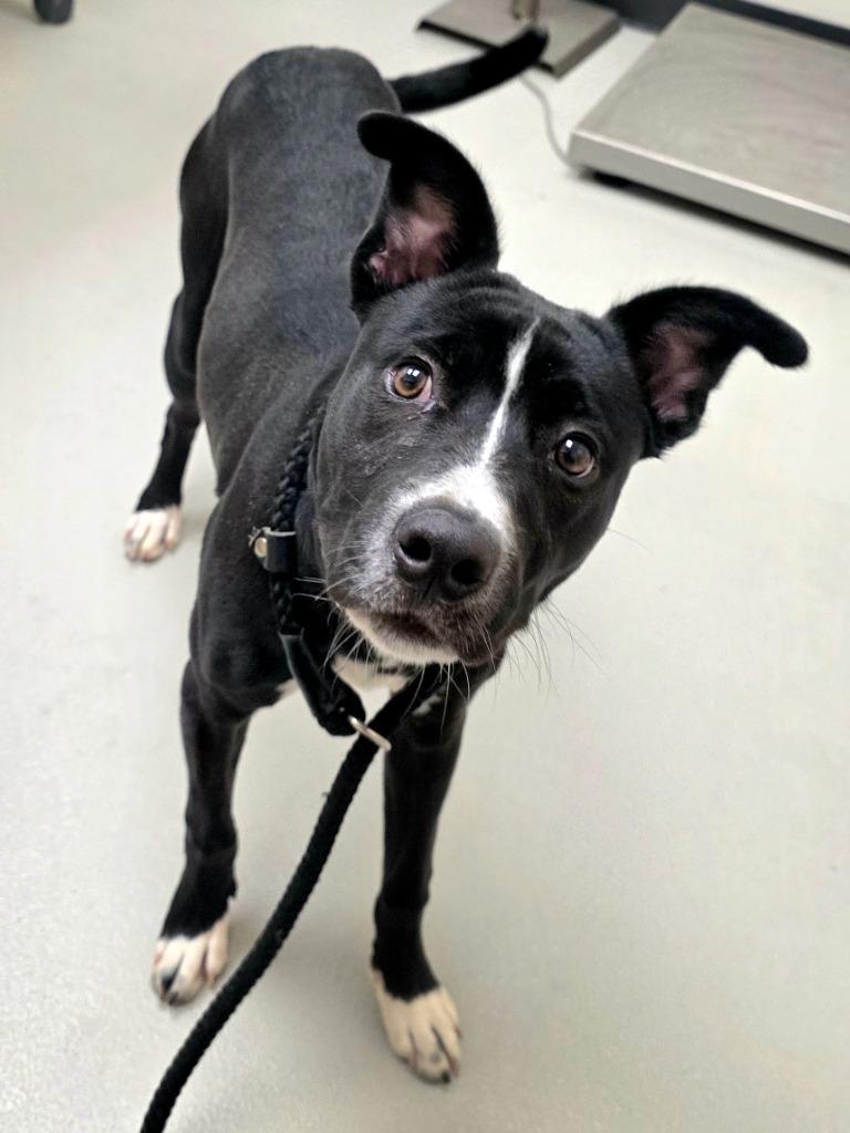 Enlarge Harry / AC 27759, a Adoptable mixed breed in Greeneville, TN image 2/2