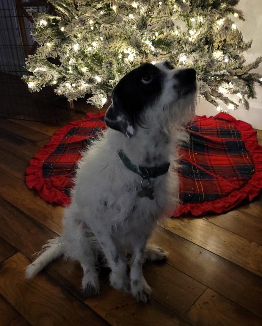 Enlarge Buzz, a Adoptable mixed breed in Chandler, AZ image 2/3