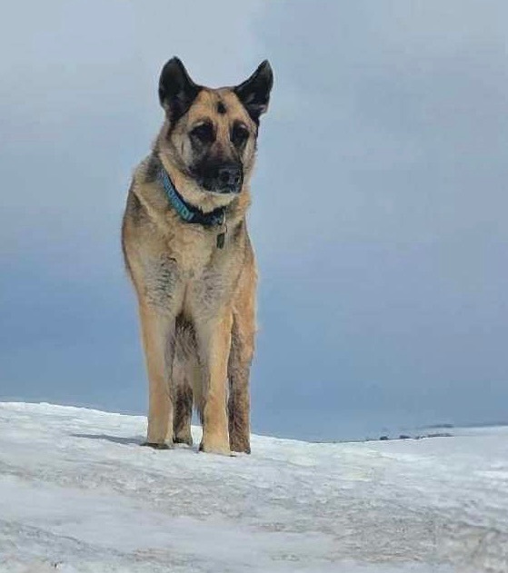 Bali, Adopted, Senior Female German Shepherd Dog.