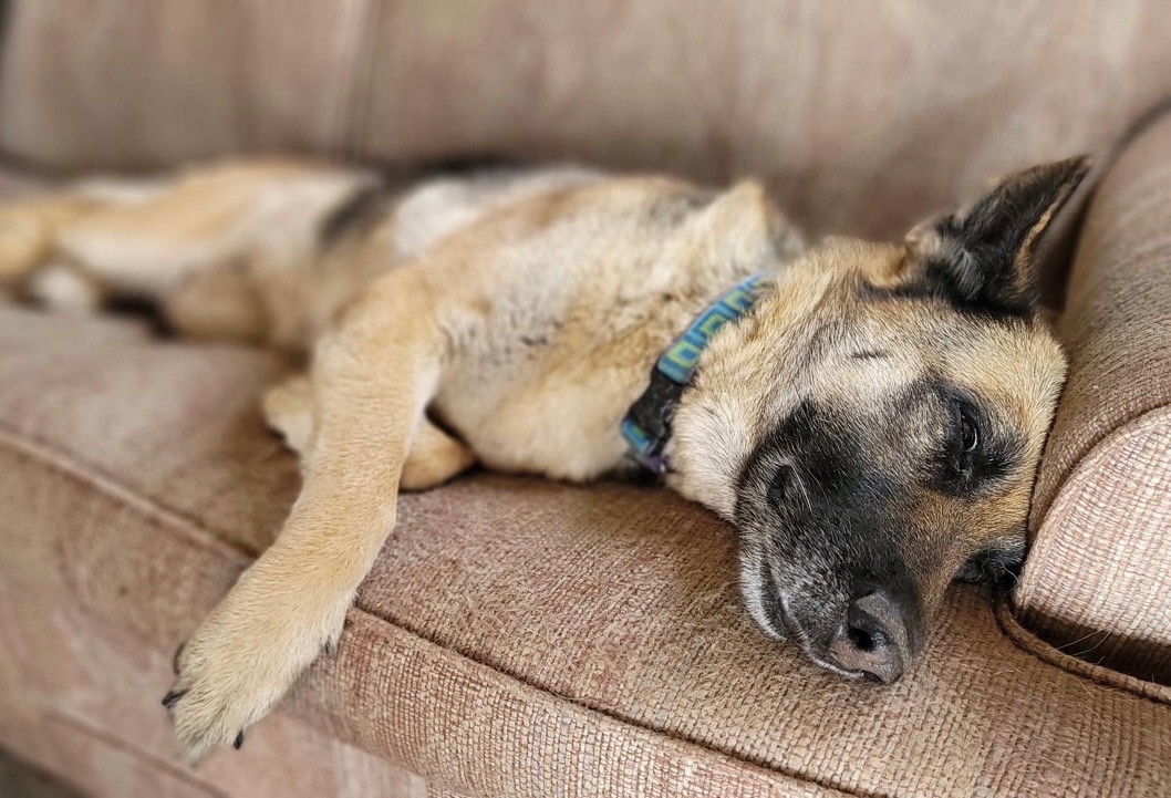 Enlarge Bali, a Adopted German Shepherd Dog in Kamas, UT image 2/2