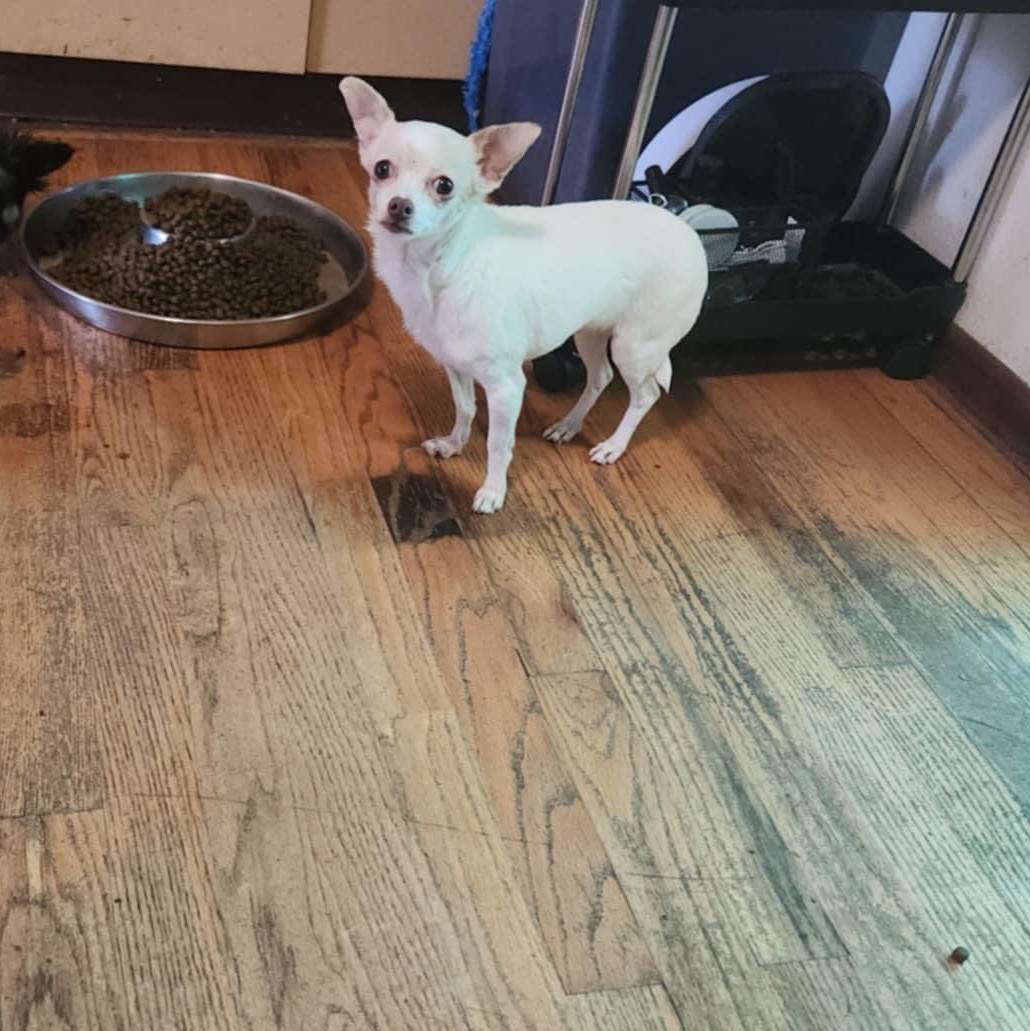 Enlarge doris, an adopted Chihuahua in Portland, OR image 1/6