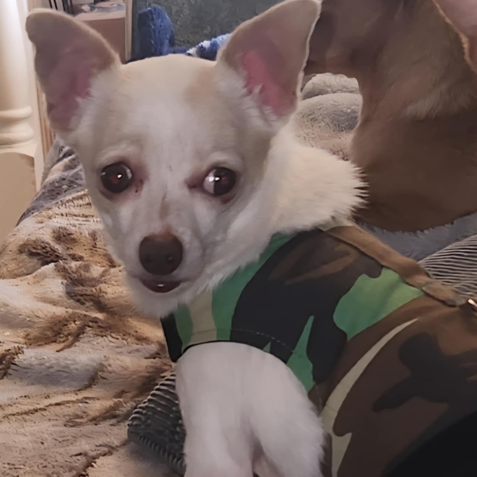 Enlarge doris, an adopted Chihuahua in Portland, OR image 5/6