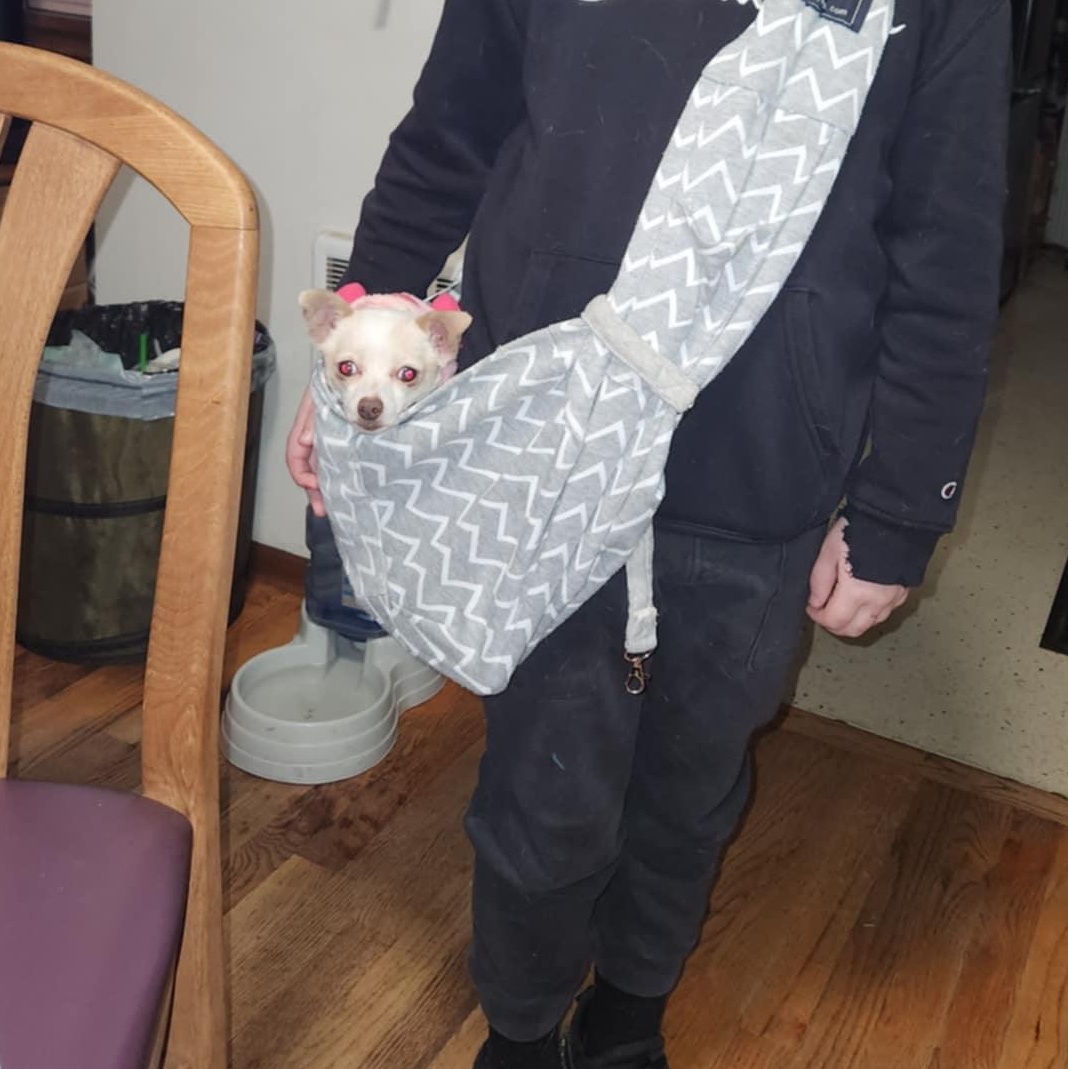 Enlarge doris, an adopted Chihuahua in Portland, OR image 2/6