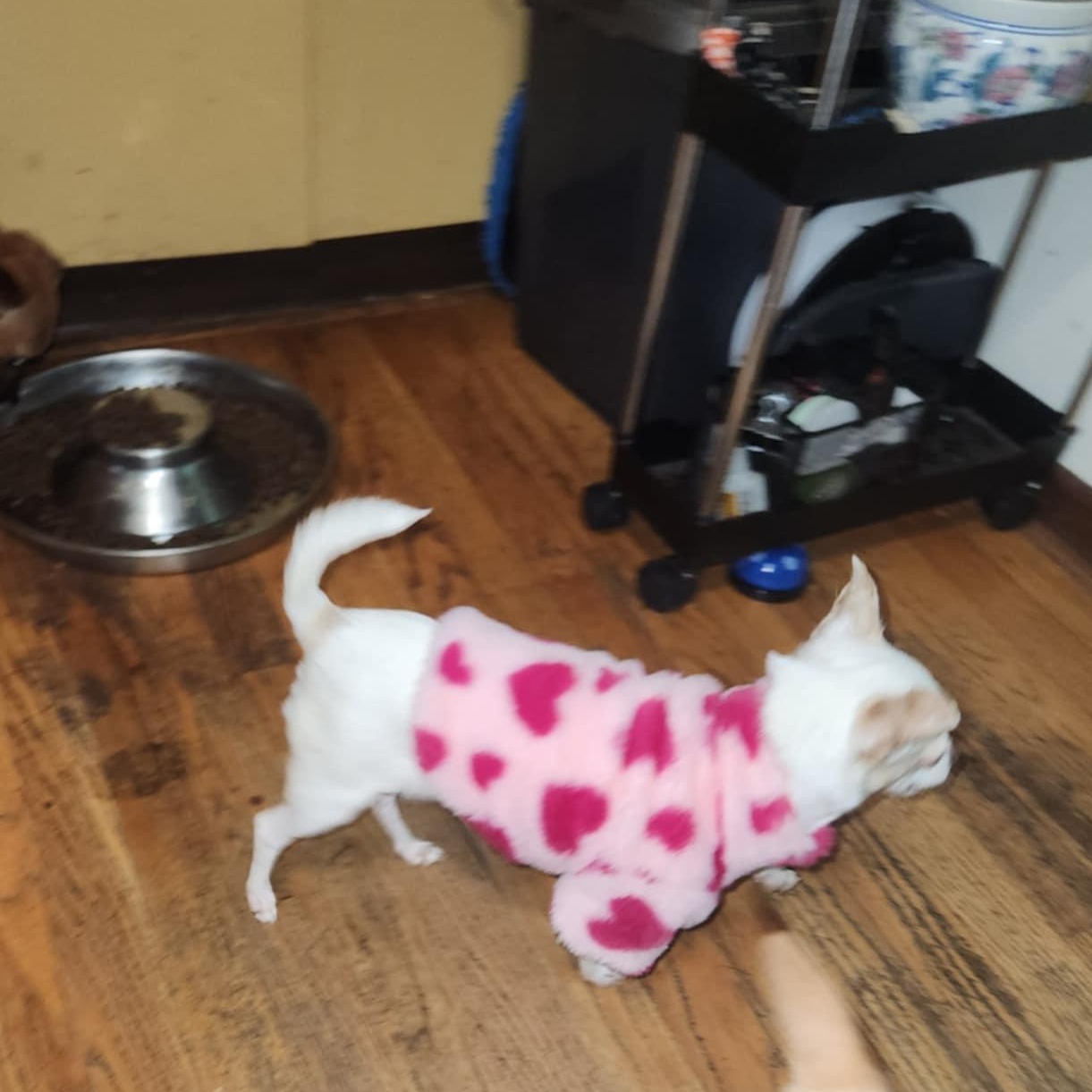 Enlarge doris, an adopted Chihuahua in Portland, OR image 3/6