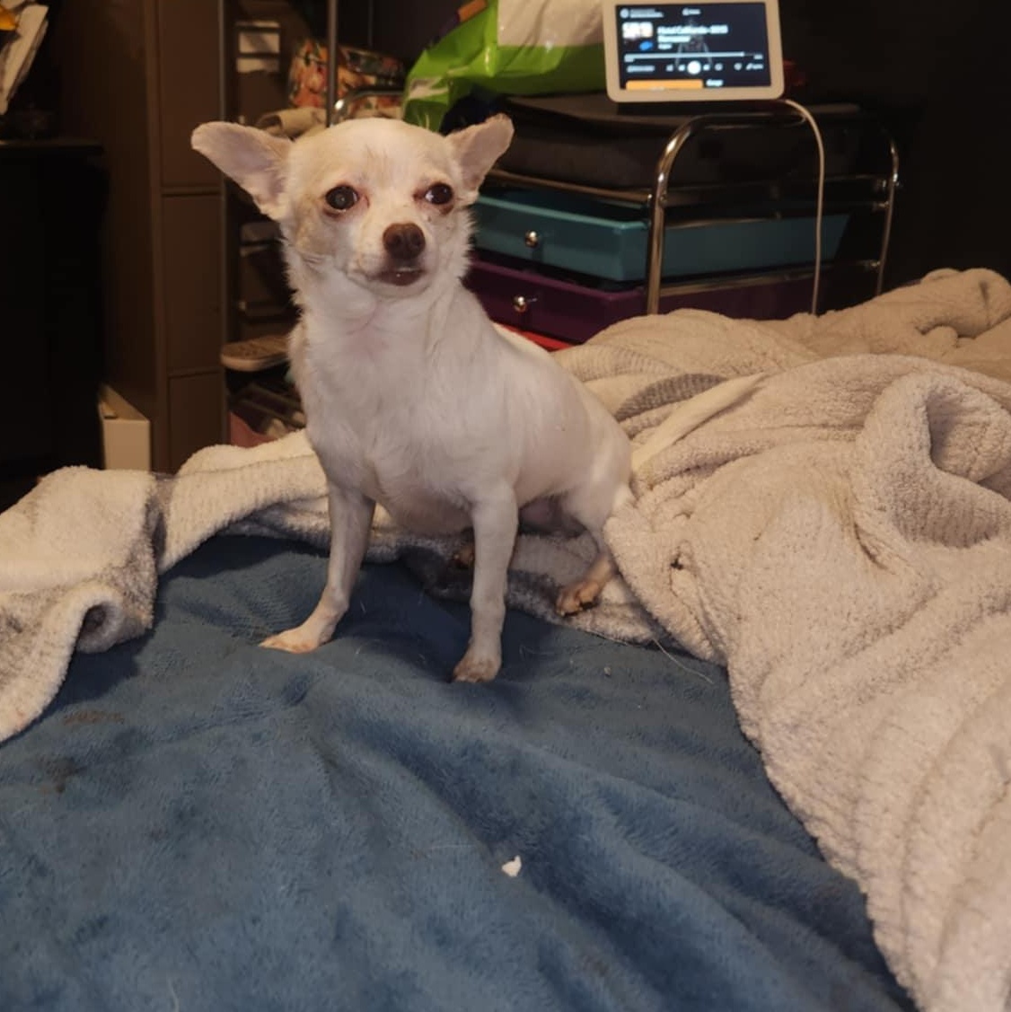 Enlarge doris, an adopted Chihuahua in Portland, OR image 6/6